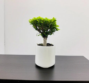 Bonsai - Ficus Diversifolia (Round) 30-40cm