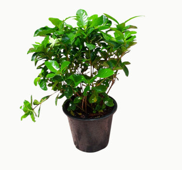 Gardenia Jasminoides – Cape Jasmine (Outdoor) 1