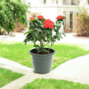 Ixora coccinea- Multicolours Available 1