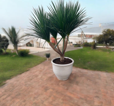 Dracaena Draco - Black Pearl 2