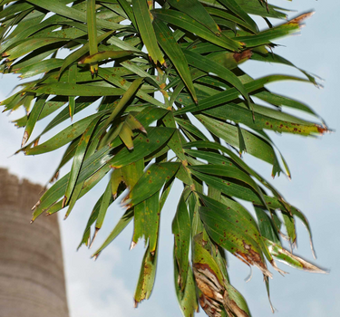 Wodyetia bifurcata – Foxtail Palm